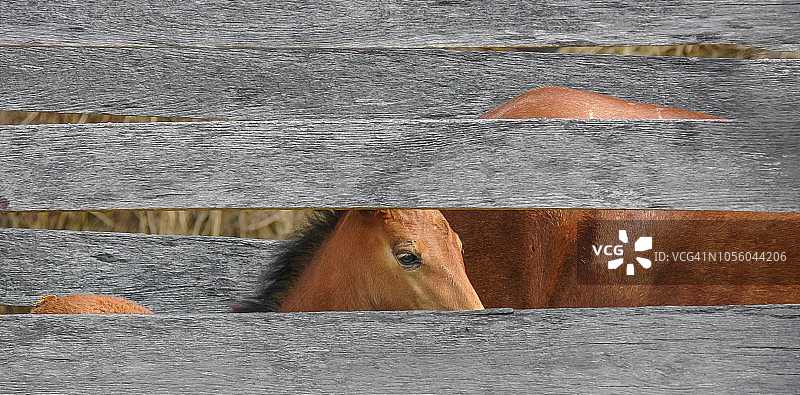 畜栏里的阿萨蒂格小马驹图片素材