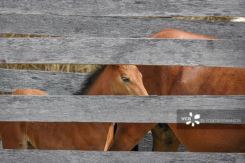 畜栏里的阿萨蒂格小马驹图片素材