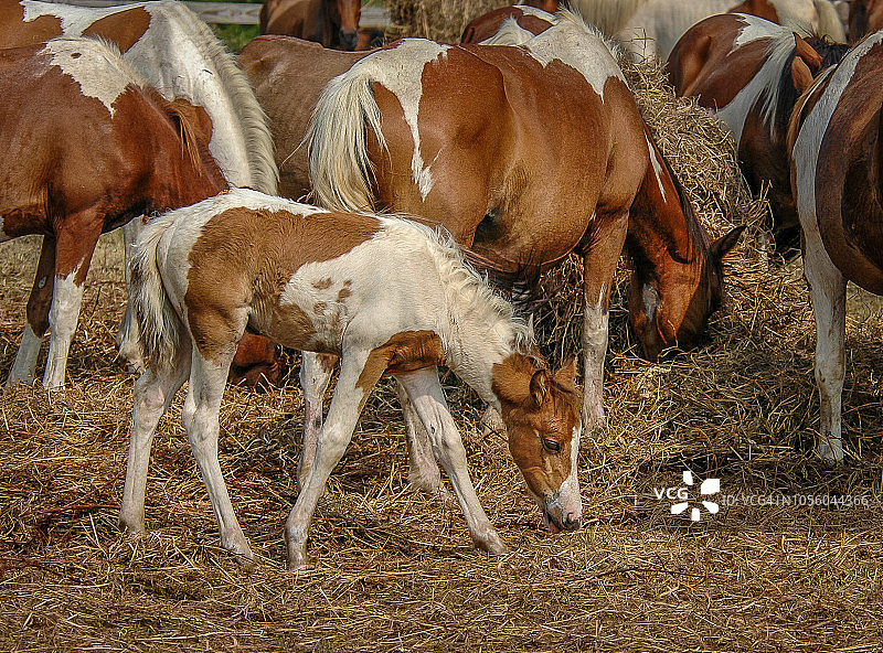 畜栏里的阿萨蒂格小马驹图片素材