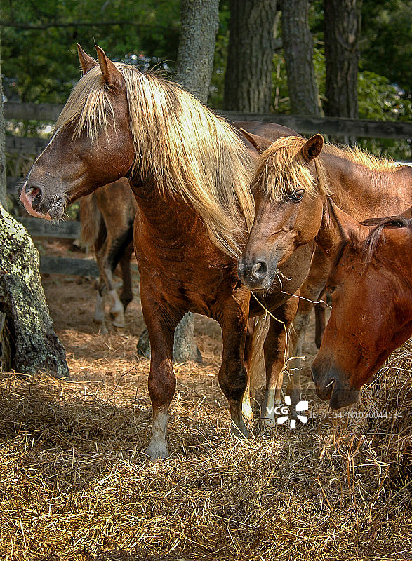 畜栏里的阿萨蒂格小马驹图片素材