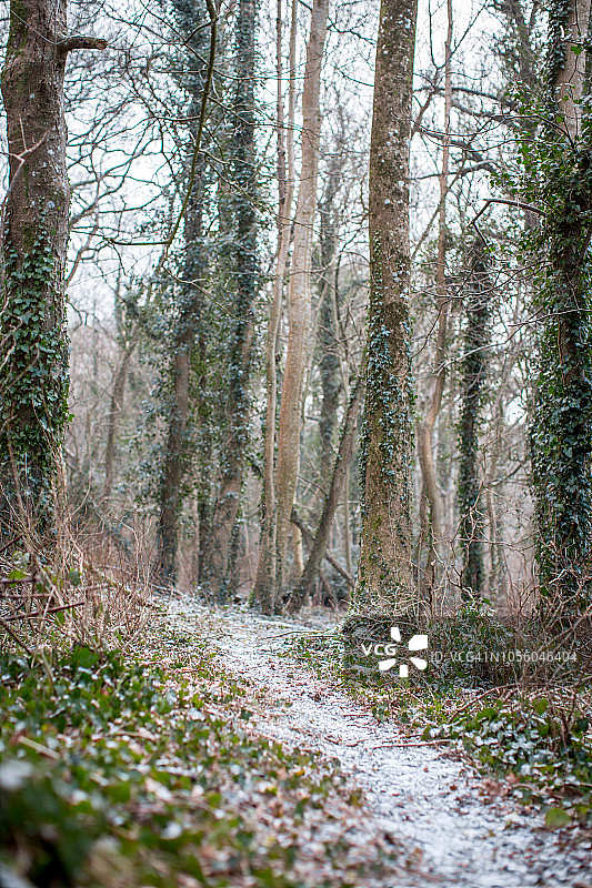 威尔士阿伯里斯特威斯森林中的林荫步道图片素材