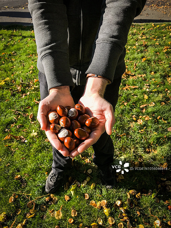 秋日下午在挪威奥斯陆收集欧洲七叶树的男人图片素材