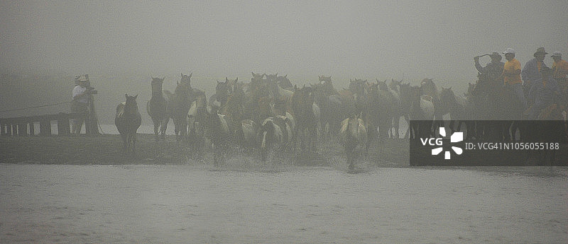 2005年钦科蒂格岛小马游泳活动图片素材