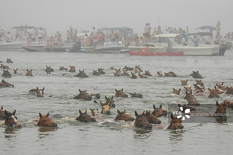 2005年钦科蒂格岛小马游泳活动图片素材