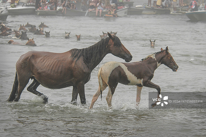 2005年钦科蒂格岛小马游泳活动图片素材