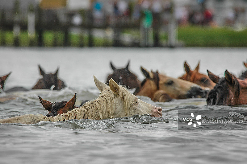 钦科蒂格岛小马游泳之旅（2005年）图片素材