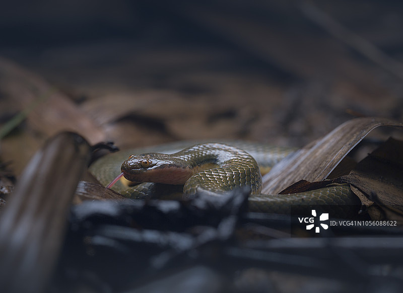 夜晚树叶中的野生虹彩水蛇图片素材