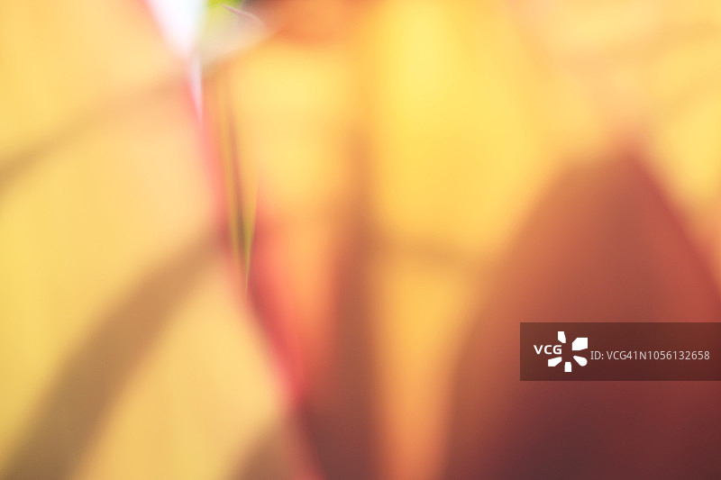 热带树叶和阴影营造抽象图像的柔焦镜头图片素材