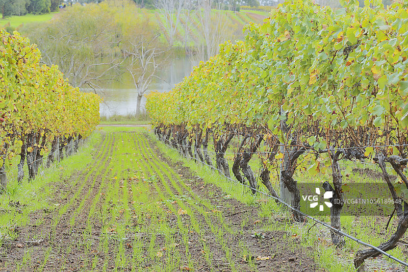 清晨藤蔓图片素材