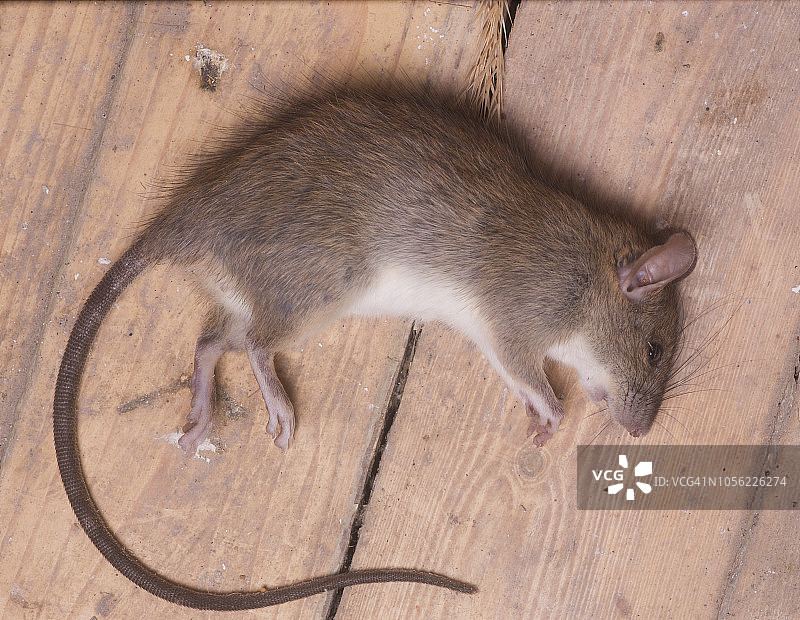 欧洲，希腊，2018年：死老鼠的景观（工作室拍摄）图片素材