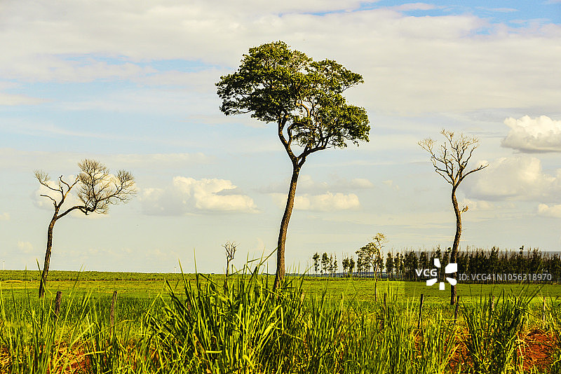 巴西圣保罗州的道路、乡村公路、松树和牧场以及自然保护图片素材