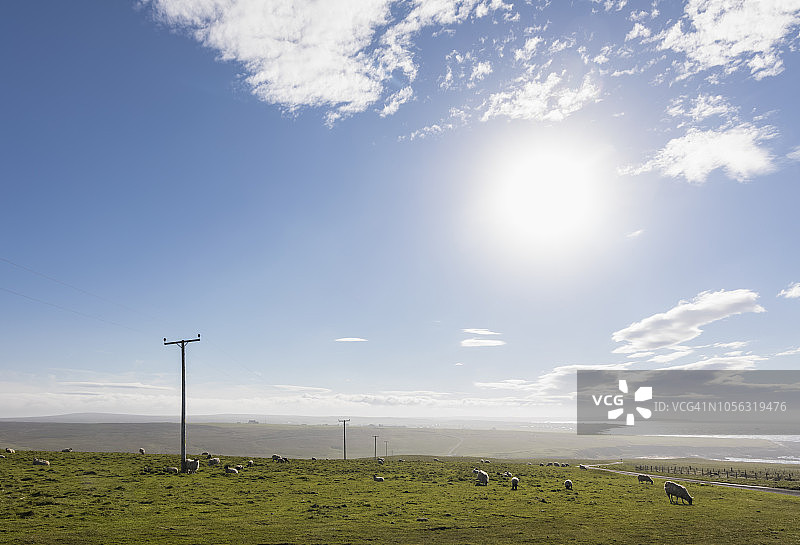 英国苏格兰凯斯内斯：邓肯斯比角海岸，牧场上的绵羊图片素材