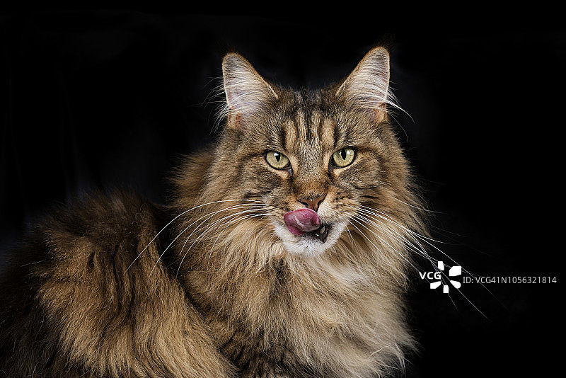 黑色背景下的缅因猫肖像图片素材