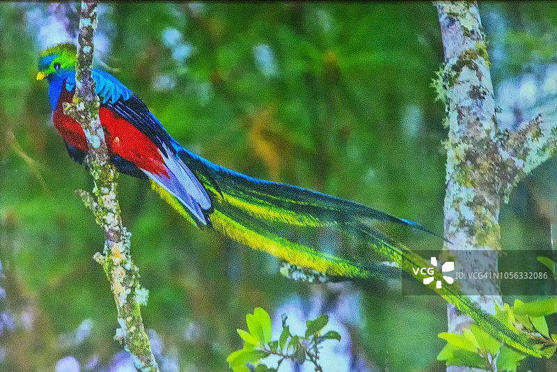 普鲁拉图片素材