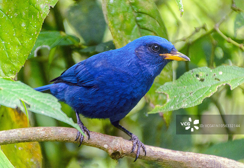 普鲁拉图片素材