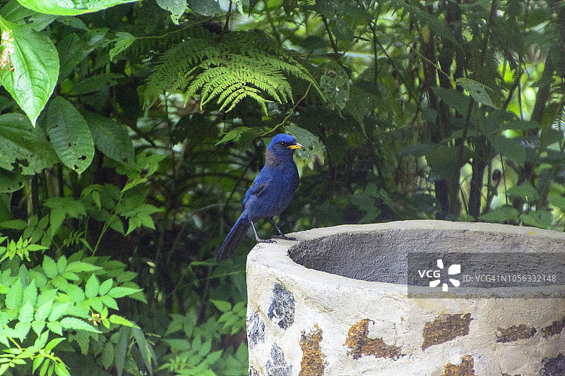 普鲁拉图片素材