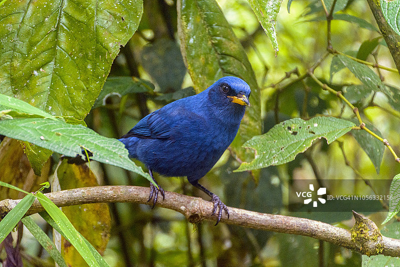 普鲁拉图片素材