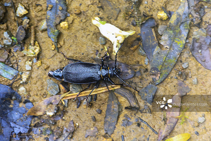 普鲁拉图片素材