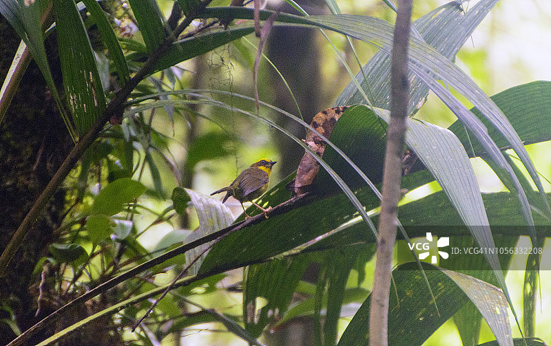 普鲁拉图片素材