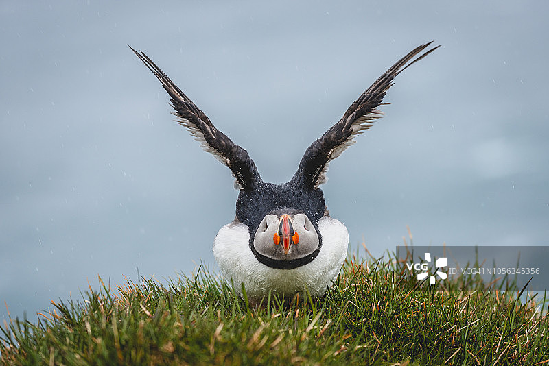 冰岛，拉特拉尔角，海鹦，北极海鹦图片素材