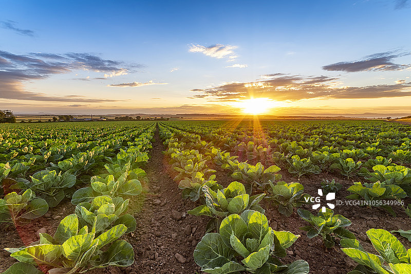 英国东洛锡安的甘蓝菜田，晚霞下的景象图片素材