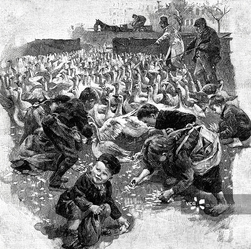 男孩和女孩收集鹅毛图片素材