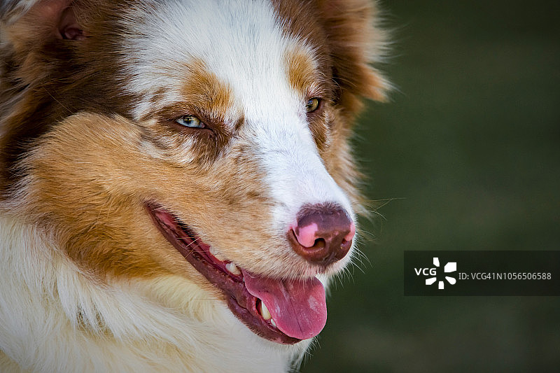 边境牧羊犬图片素材