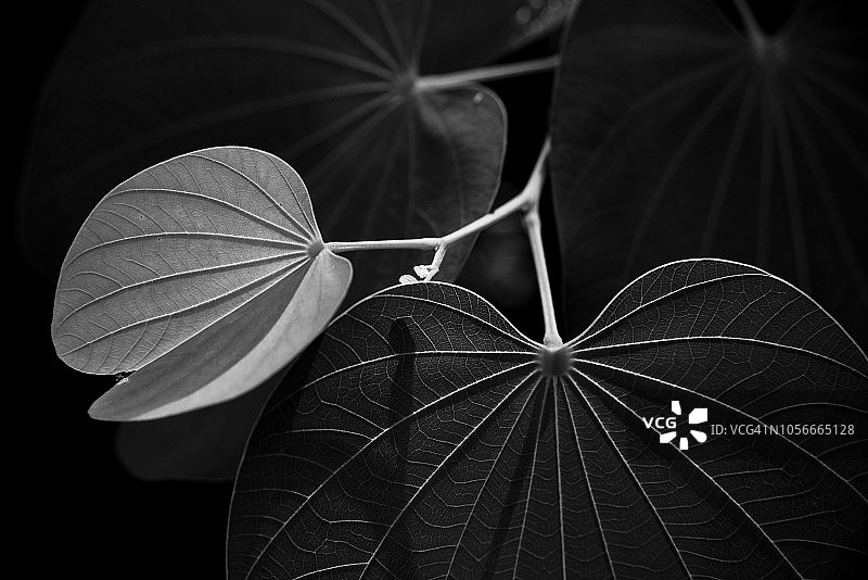 叶子的叶脉图片素材