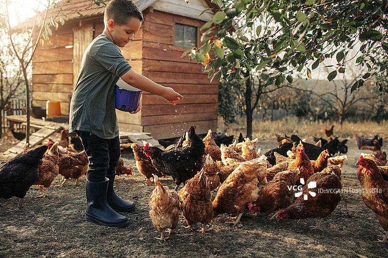 有机农场和散养鸡蛋图片素材