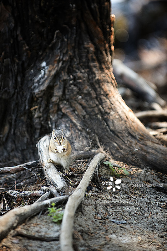 吃爆米花的松鼠图片素材