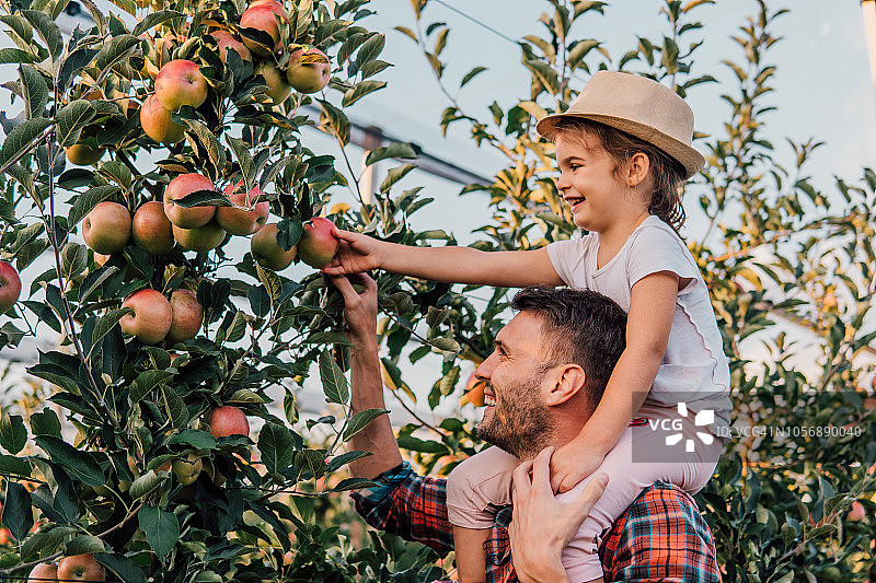 男人在苹果园背着女儿图片素材