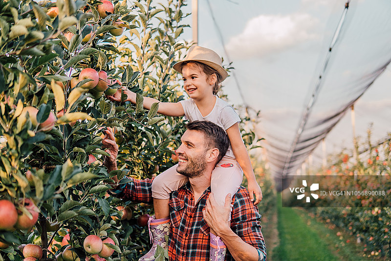 父女在苹果园里工作图片素材