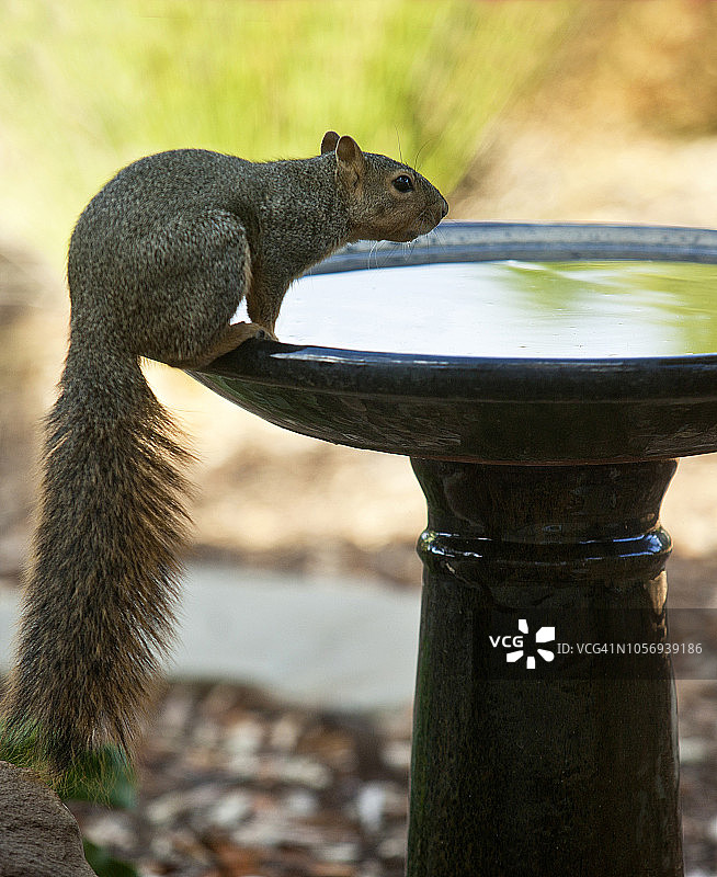 加州奥海的黄昏时分，坐在鸟浴盆上，长着浓密尾巴的松鼠图片素材