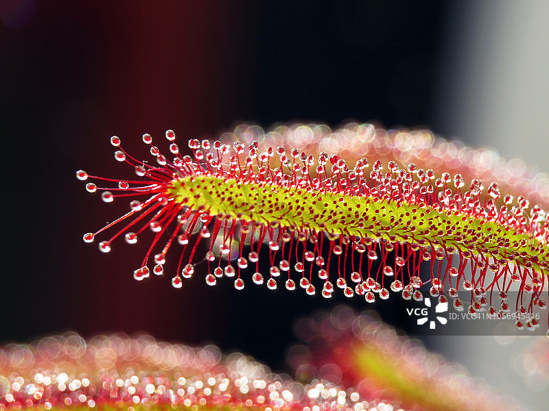 茅膏菜图片素材