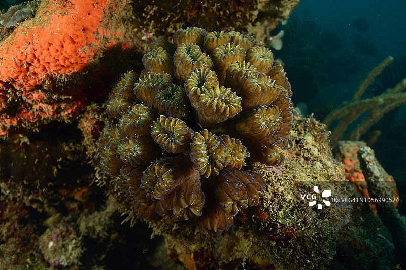 光滑的花朵珊瑚图片素材