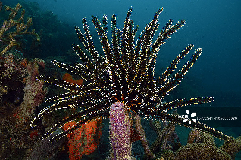 海百合图片素材