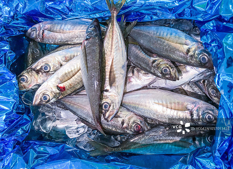 冷藏箱中的日本竹荚鱼图片素材