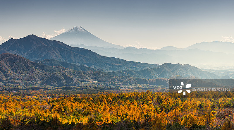 从八岳山看到的富士山，秋季的松树林和山脉图片素材