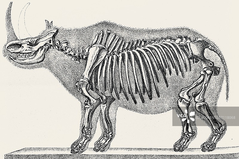披毛犀骨骼。图片素材