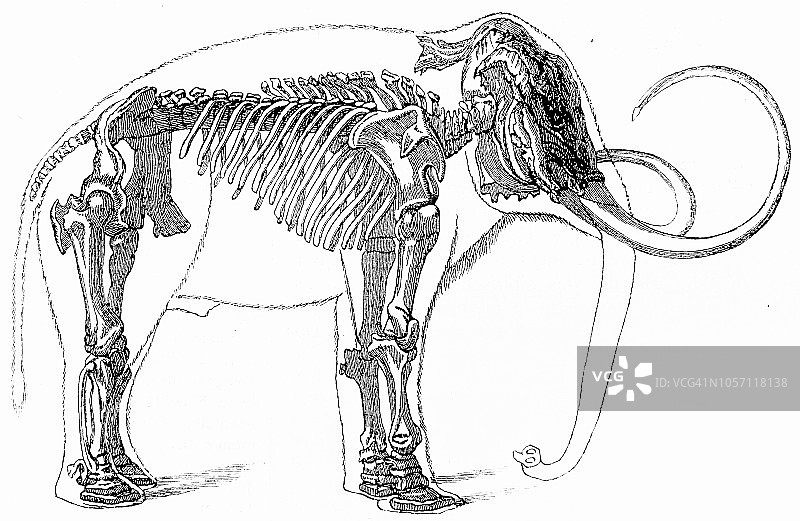 西伯利亚修复的象骨架图片素材