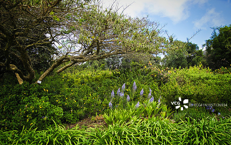 南非开普敦克斯腾博斯植物园的绿色植物和鲜花图片素材
