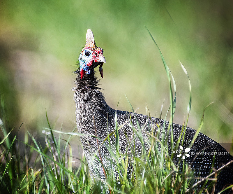 南非葡萄酒田中的珍珠鸡图片素材