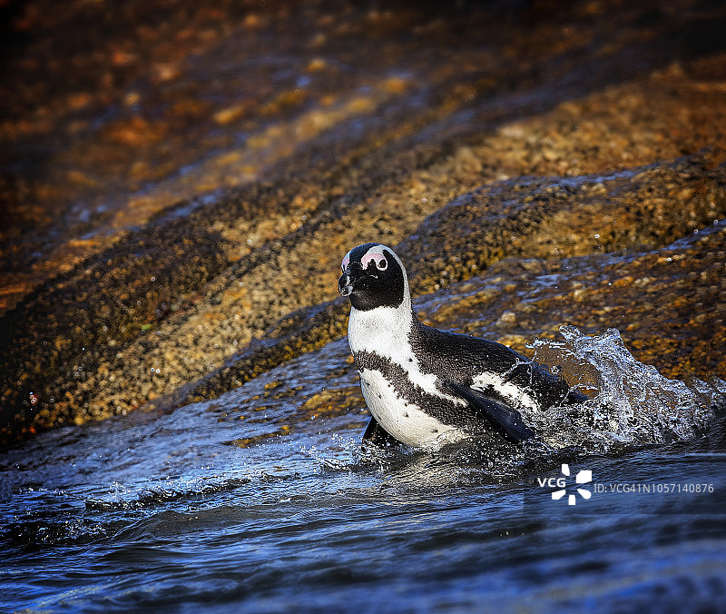 南非巨石海滩水中的非洲企鹅图片素材