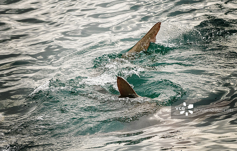 南非 Gansbaai 水域中盘旋的两条铜鲨图片素材