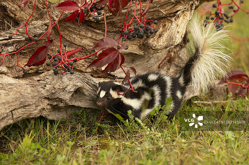 原木秋色中的东部斑臭鼬图片素材
