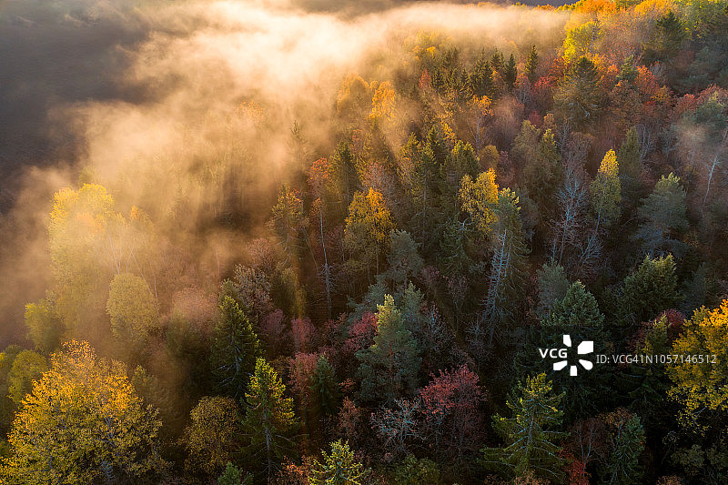 清晨薄雾笼罩的树梢图片素材