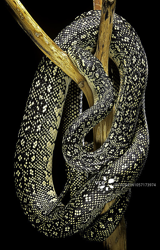 地毯蟒图片素材