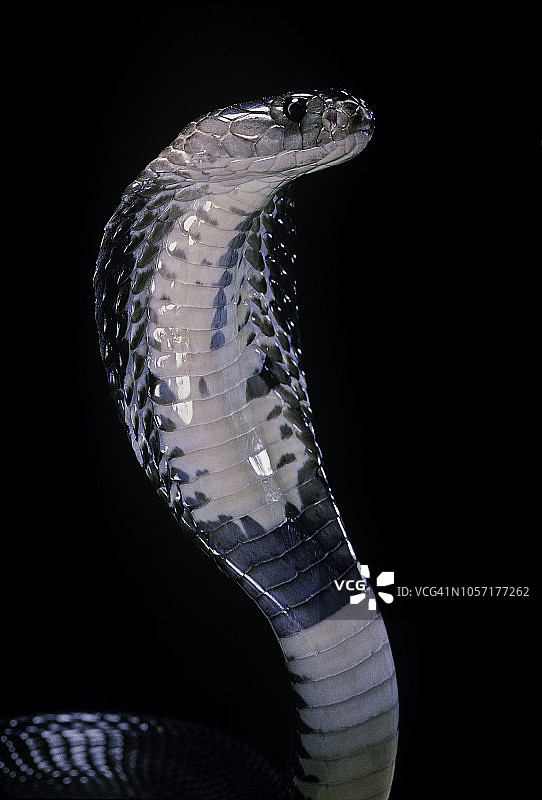 暹罗眼镜蛇图片素材