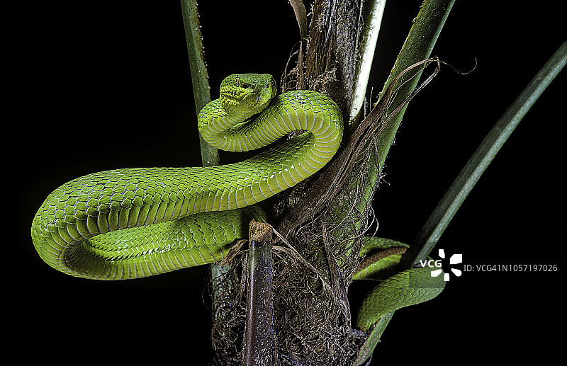 白唇竹叶青蛇图片素材