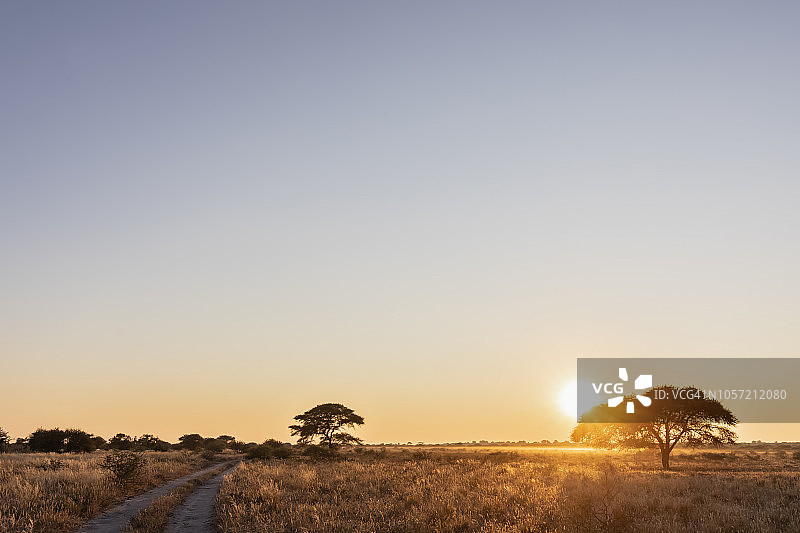 非洲，博茨瓦纳，卡拉哈里中部禁猎区，日出时的沙路图片素材
